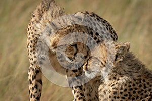 Close-up of cheetah cubs nuzzling each other