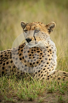 Close-up of cheetah in grass looking round