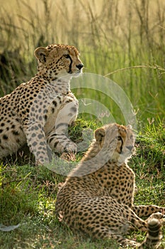 Close-up of cheetah lying down near cub