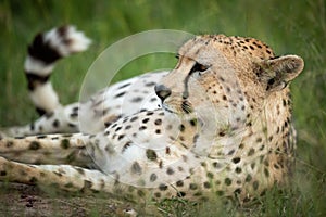 Close-up of cheetah lying in tall grass