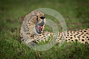 Close-up of cheetah lying yawning in grass
