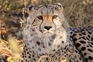 Close up of a cheetah in Namibia