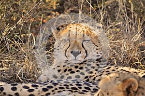 Close up of a cheetah in Namibia