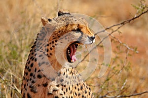 Close up of a cheetah in Namibia