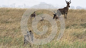 Close up of a cheetah pair stalking antelope at serengeti national park