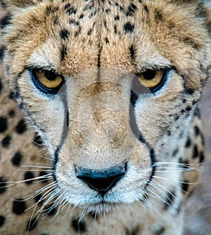 Close up of cheetah`s face