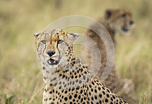 Close up on cheetah`s face in Masai Mara in Kenya photo