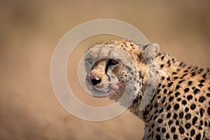 Close-up of cheetah sitting with bloodied face