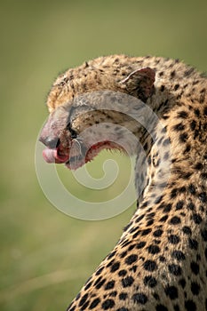 Close-up of cheetah sitting licking bloody lips