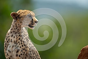 Close-up of cheetah sitting on termite mound