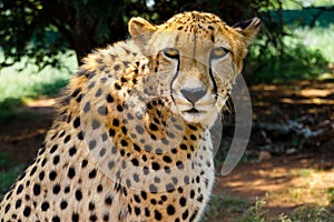 Close up of Cheetah staring into camera