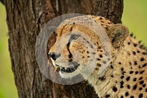 Close-up of cheetah staring past tree trunk