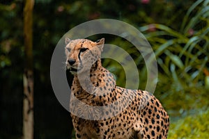 Close up of a Cheetah wild cat's striking brown eyes and black nose