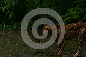 Close up of a Cheetah wild cat's striking brown eyes and black nose