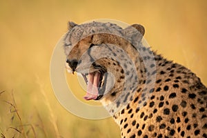 Close-up of cheetah yawning with eyes closed