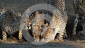 Close-up of cheetahs drinking water