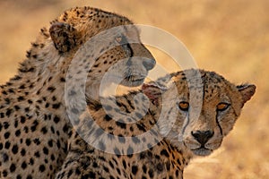 Close-up of cheetahs sitting beside each other