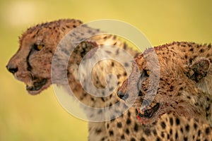 Close-up of cheetahs sitting side-by-side looking left