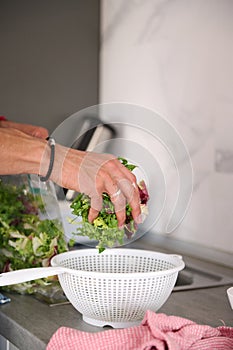 Close-up of chef& x27;s hands putting fresh organic healthy herbs and greens into a vegetable dryer on the kitchen table