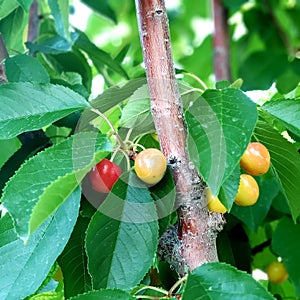 Close up of cherries on a cherry trees