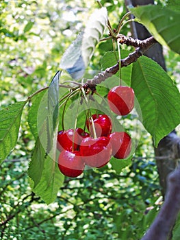 Close up of the Cherries in the Garden