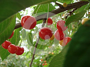 Close up of cherries ready on the branch