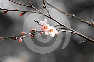 Close up of a cherry blossom