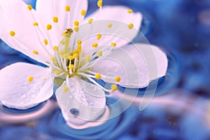 Close-up of Cherry blossom