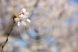 Close up of cherry blossom.