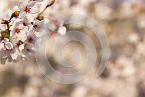 Close up of cherry blossom.