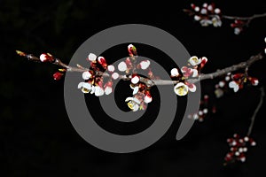 Close up cherry blossom on black background -Stock image.