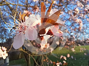 Close-up cherry blossom blooming on a branch in spring time