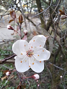 Close-up cherry blossom blooming on a branch in spring time