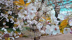 Close-up of a cherry blossom branch in the park.