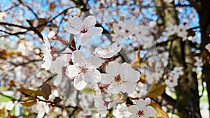 A close-up of a cherry blossom branch in the park in the spring.