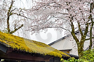 close up cherry blossom flowers with traditional Japanese architecture roof