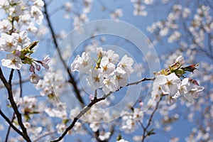 Close up cherry blossom under clear blue sky in Spring