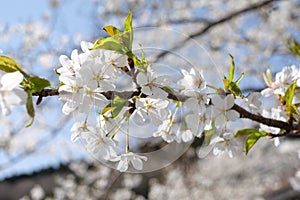 Close up cherry blossom under clear blue sky in Spring