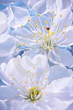 Close-up of Cherry blossoms