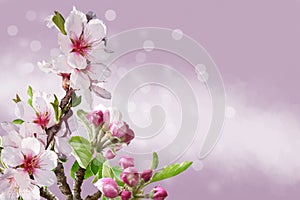 Close-Up Of Cherry Blossoms On A Blurry Background. Sakura flowers, wallpaper background, soft focus