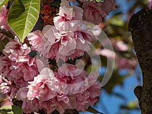 Close-up of the cherry blossoms of the Japan pink sakura flowers flowering on the branches and stems surrounded with green leaves