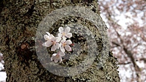 close up of cherry blossoms on a lichen covered tree trunk in japan