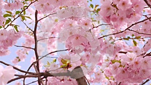 Close-up of cherry blossoms. pink flower on a branch