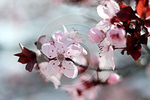 Close Up Cherry Blossoms with red leaves