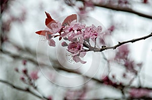 Close-up of cherry blossoms. Soft focus