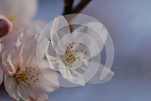 Close Up Of Cherry Blossoms, in Spring