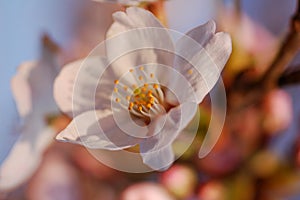 Close Up Of Cherry Blossoms, in Spring