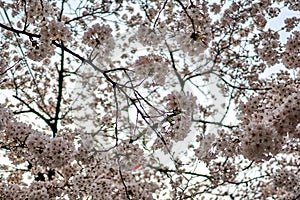 A close-up of cherry blossoms on a tree during spring time in South Korea