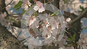 Close up of cherry blossoms in washington dc