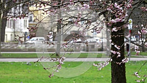 Close up cherry branch with flowers in spring bloom. Spring blooming tree branch with green grass view of park. Flowers